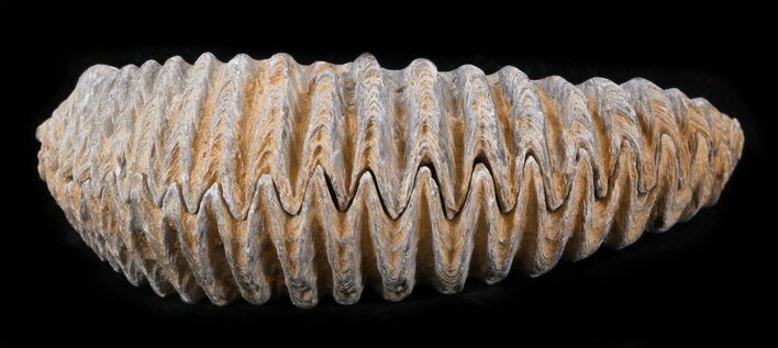 Cretaceous Fossil Oyster (Rastellum) - Madagascar #30315